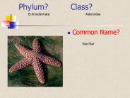 Phylum?Class?