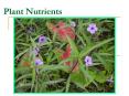 Plant Nutrients PowerPoint PPT Presentation