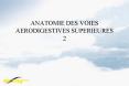 ANATOMIE DES VOIES AERODIGESTIVES SUPERIEURES 2 PowerPoint PPT Presentation