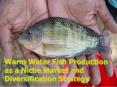 Warm Water Fish Production as a Niche Market and Diversification Strategy PowerPoint PPT Presentation