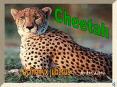 The Cheetah PowerPoint PPT Presentation