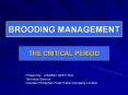 BROODING MANAGEMENT PowerPoint PPT Presentation