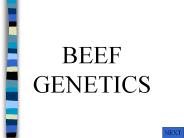 BEEF GENETICS