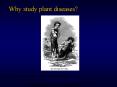 Why study plant diseases? PowerPoint PPT Presentation