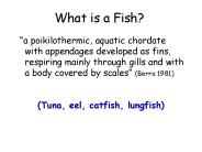 What is a Fish?