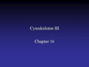 Cytoskeleton III