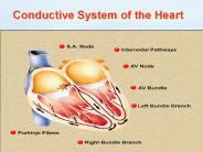 Cardiac Physiology Relation to  Cardiac Anatomy