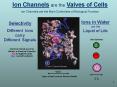Ion Channels are the Valves of Cells Ion Channels are the Main Controllers of Biological Function PowerPoint PPT Presentation