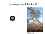 Gymnosperms- Chapter 18