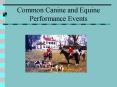 Common Canine and Equine Performance Events PowerPoint PPT Presentation