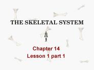 THE SKELETAL SYSTEM