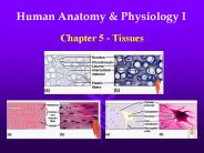 Human Anatomy