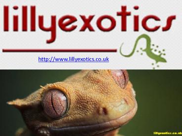 Geckos for sale| Rhacodactylus ciliatus| Lilly Exotics