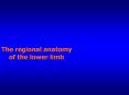 The regional anatomy   of the lower limb PowerPoint PPT Presentation