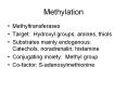 Methylation PowerPoint PPT Presentation