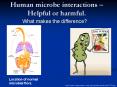 Human microbe interactions  PowerPoint PPT Presentation