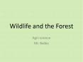 Wildlife and the Forest PowerPoint PPT Presentation