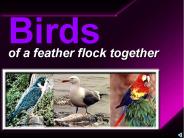 BIRDS IN HOMOEOPATHY