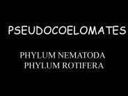 PSEUDOCOELOMATES