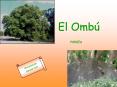 El Omb PowerPoint PPT Presentation