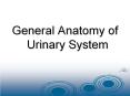 General Anatomy of Urinary System PowerPoint PPT Presentation