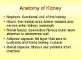 Anatomy of Kidney PowerPoint PPT Presentation
