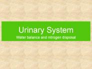 Urinary System