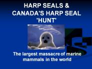 HARP SEALS