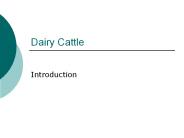 Dairy Cattle