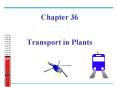 Chapter 36  Transport in Plants PowerPoint PPT Presentation