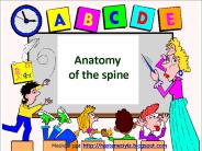 Anatomy of the spine