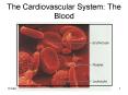 The Cardiovascular System: The Blood PowerPoint PPT Presentation