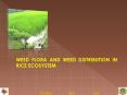 WEED FLORA AND WEED DISTRIBUTION IN RICE ECOSYSTEM PowerPoint PPT Presentation