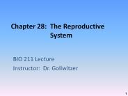 Chapter 28: The Reproductive System