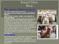 Animal Fibre Wool PowerPoint PPT Presentation