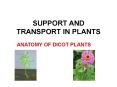 SUPPORT AND TRANSPORT IN PLANTS PowerPoint PPT Presentation