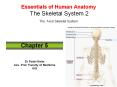 Essentials of Human Anatomy The Skeletal System 2 The Axial Skeletal System PowerPoint PPT Presentation