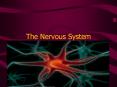 The Nervous System PowerPoint PPT Presentation