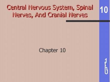 Central Nervous System, Spinal Nerves, And Cranial Nerves