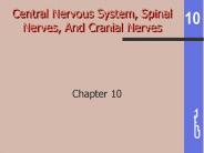 Central Nervous System, Spinal Nerves, And Cranial Nerves