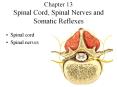 Chapter 13 Spinal Cord, Spinal Nerves and Somatic Reflexes PowerPoint PPT Presentation