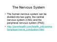 The Nervous System PowerPoint PPT Presentation