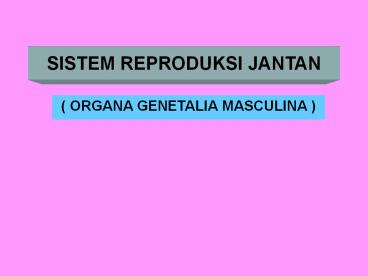 SISTEM REPRODUKSI JANTAN