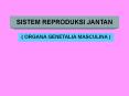 SISTEM REPRODUKSI JANTAN PowerPoint PPT Presentation