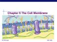 Chapter 5 The Cell Membrane PowerPoint PPT Presentation