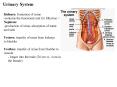 Urinary System PowerPoint PPT Presentation