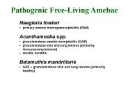 Naegleria fowleri