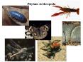 Phylum Arthropoda PowerPoint PPT Presentation
