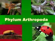 Phylum Arthropoda