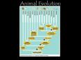 Animal Evolution PowerPoint PPT Presentation